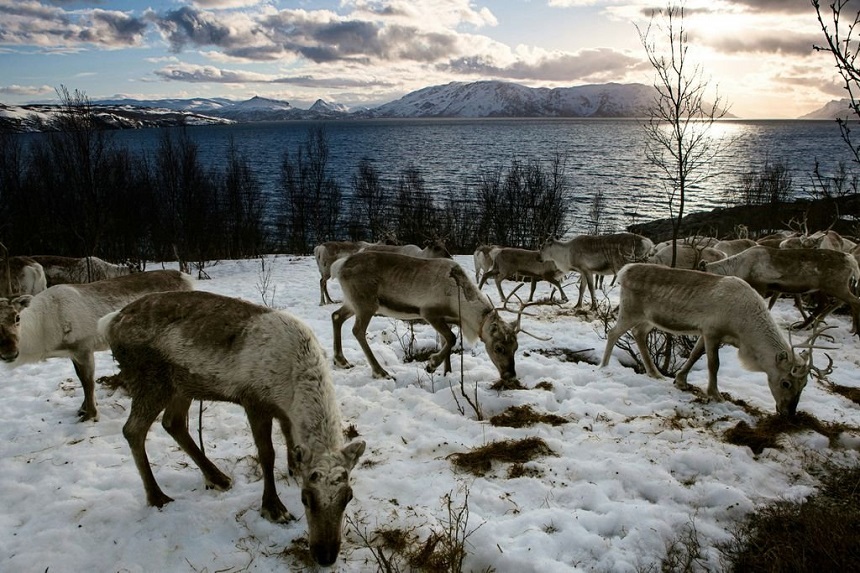 Transhumanţa renilor din Laponia va fi subiectul următorului program de tip ”slow TV” ce va fi difuzat în Norvegia