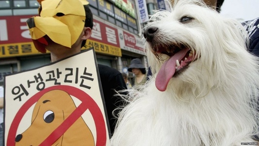Taiwan interzice consumul de carne de câine şi de pisică

