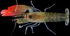O nouă specie de creveţi a primit numele trupei Pink Floyd
