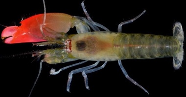 O nouă specie de creveţi a primit numele trupei Pink Floyd
