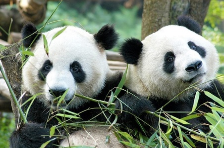 Doi urşi panda-uriaş din China, primiţi cu entuziasm de publicul larg din Olanda