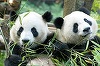 Doi urşi panda-uriaş din China, primiţi cu entuziasm de publicul larg din Olanda