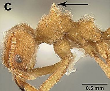 O specie de furnici a primit numele trupei Radiohead