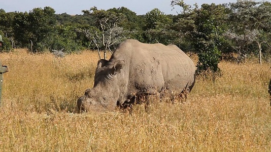 Ultimul mascul de rinocer alb de nord, care trăieşte în Kenya, are cont pe aplicaţia de întâlniri online Tinder
