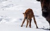 Primii pui de bizoni s-au născut în această primăvară în Banff National Park din Canada,  după o pauză de 140 de ani