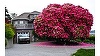 Fotografia unui rododendron uriaş din Canada, supranumit ”Lady Cynthia”, a devenit virală