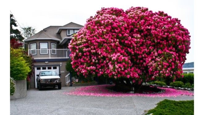 Fotografia unui rododendron uriaş din Canada, supranumit ”Lady Cynthia”, a devenit virală