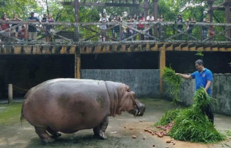 Bertha, considerată cel mai vârstnic hipopotam aflat în captivitate, a murit la 65 de ani