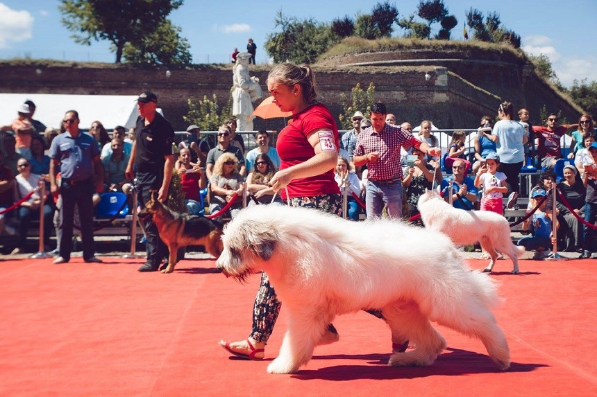 Alba Iulia: Sute de proprietari de câini din 16 ţări participă la una dintre cele mai mari expoziţii canine din România