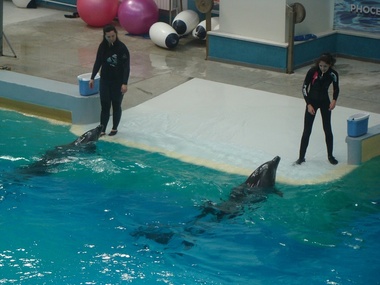 Spectacol la Delfinariul din Constanţa, desfăşurat pe ritmuri simfonice - FOTO