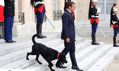 Câinele Nemo al preşedintelui Macron a fost filmat în timp ce urina în şemineul de la Palatul Elysée - VIDEO