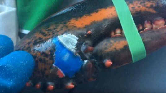 Un homar cu logo-ul Pepsi „tatuat” pe un cleşte a fost găsit în apropierea insulei Grand Manan