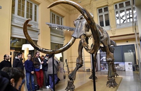 Scheletul unui mamut lânos, vândut pentru aproape 550.000 de euro la o licitaţie organizată în Franţa