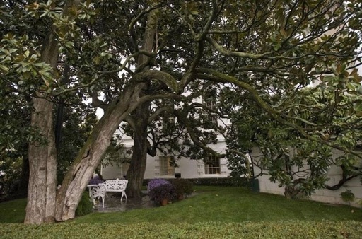 Melania Trump a cerut să fie tăiată o magnolie de peste 200 de ani din curtea Casei Albe