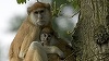Treisprezece maimuţe au murit într-un incendiu izbucnit la un parc safari din Marea Britanie