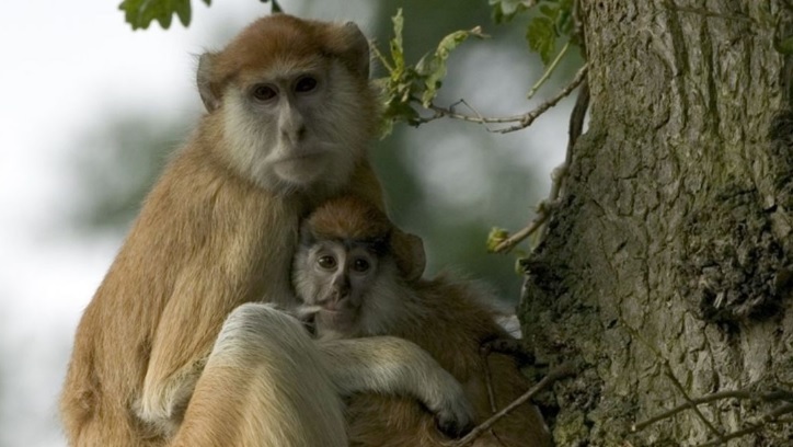 Treisprezece maimuţe au murit într-un incendiu izbucnit la un parc safari din Marea Britanie