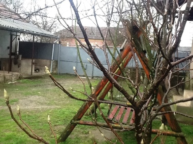 Arad: Temperaturile ridicate au dus la înmugurirea mai multor specii de copaci; specialiştii spun că s-ar putea diminua producţia de fructe. FOTO
