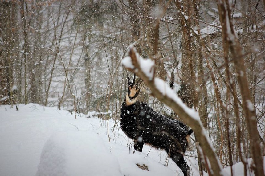 Capre negre, surprinse în păduri din Parcul Natural Putna Vrancea – FOTO