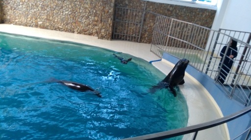 Constanţa: Trei lei de mare californieni au sosit la Delfinariu şi vor începe spectacolele în câteva zile - FOTO, VIDEO


