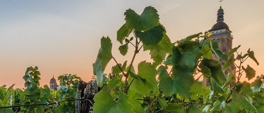 Record - O sticlă de vin din 1774 a fost vândută la licitaţie pentru mai mult de 103.000 de euro

