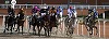Curse de galop cu participare internaţională, în premieră la Hipodromul din Ploieşti