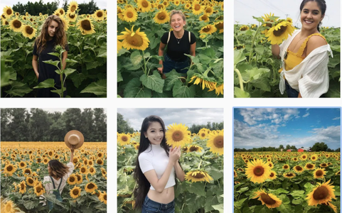 Canada - Fermă închisă publicului după ce mii de oameni au creat haos în încercarea de a se fotografia cu recolta de floarea soarelui