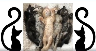 SofistiCAT - Salonul Internaţional Felin Bucureşti: Peste 250 de pisici din toată lumea vor fi admirate la Romexpo