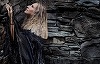 Barbra Streisand către Donald Trump într-un nou cântec: "Don’t Lie to Me" - AUDIO