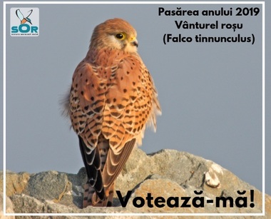 Românii sunt invitaţi să voteze "Pasărea Anului 2019": Cucuveaua, mierla, sfrânciocul roşiatic, vânturelul roşu sau pupăza - FOTO