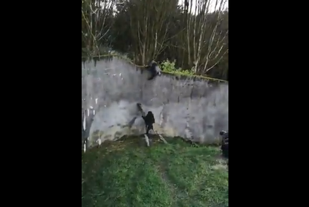 Cimpanzeii de la grădina zoologică din Belfast au încercat să evadeze cu ajutorul unei crengi de copac - VIDEO