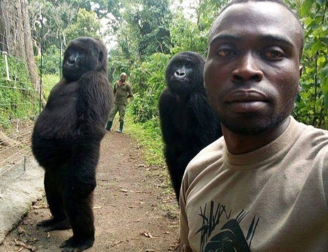 Gorile, surprinse într-un selfie imitând oamenii

