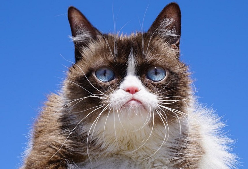 Grumpy Cat, unul dintre animalele de companie cele mai cunoscute în mediul online, a murit