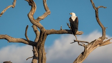 Sute de vulturi din specii pe cale de dispariţie au murit după ce au fost otrăviţi în Botswana