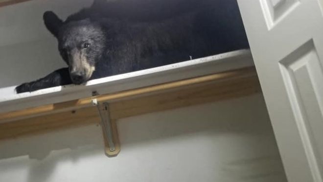 Un urs a adormit în garderobă după ce a intrat într-o locuinţă din Montana