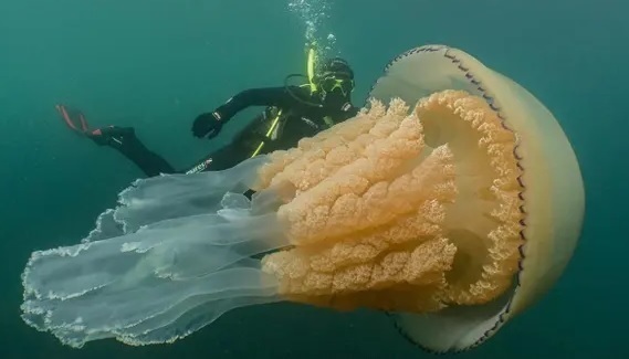 O meduză de dimensiunea unui om, descoperită în largul coastei Cornwall - VIDEO