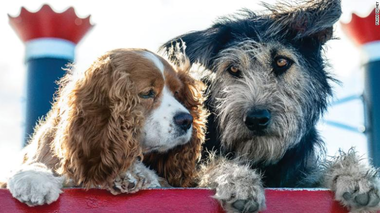Un câine dintr-un adăpost din Arizona, star în filmul live-action „Lady and the Tramp”

