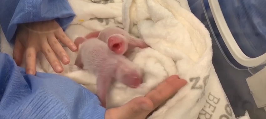 Premieră - Gemeni panda, născuţi la grădina zoologică din Berlin. VIDEO