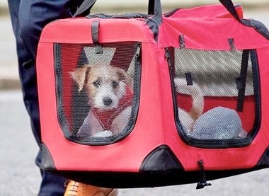 Premierul britanic a adoptat un căţel salvat de o organizaţie de protecţie a animalelor şi l-a primit în Downing Street