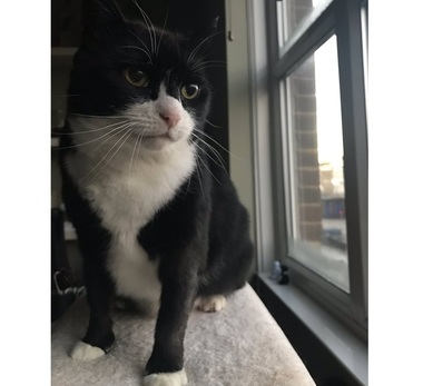 Palmerston, motanul de la sediul Ministerului britanic de Externe, revine la îndatoriri după şase luni de recuperare
