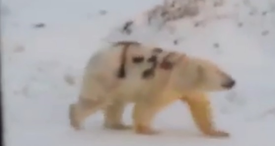 Un film cu un urs polar vopsit cu însemnele tancului sovietic T-34 i-a scandalizat pe oamenii de ştiinţă - VIDEO