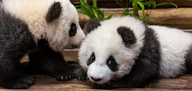 Puii de urs panda născuţi la grădina zoologică din Berlin în august 2019 au fost prezentaţi publicului - FOTO/ VIDEO