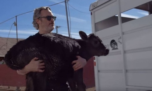 Joaquin Phoenix a salvat o vacă şi un viţel înainte de a fi duşi la abator - VIDEO