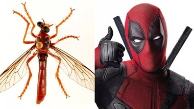 Oamenii de ştiinţă au botezat cinci specii de muşte cu nume de supereroi, între care Deadpool, Thor, Loki 