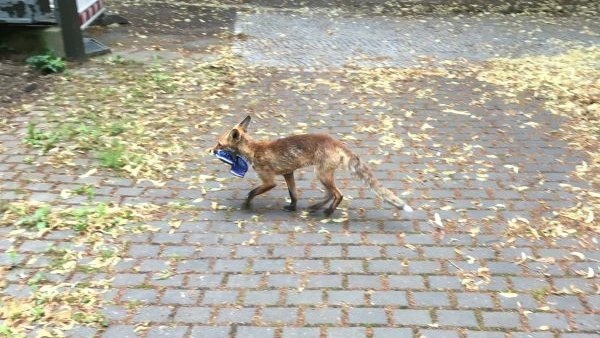 Germania - O vulpe a furat aproape 100 de pantofi dintr-un cartier din Berlin 