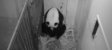 Un pui de panda s-a născut la grădina zoologică din Washington