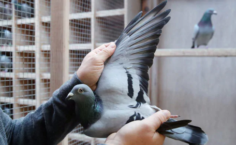 Un porumbel călător din Belgia, vândut la preţul record de 1,6 milioane de euro

