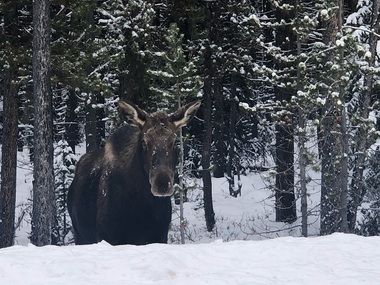 Autorităţile dintr-un oraş canadian îi avertizează pe şoferi să nu permită elanilor să le lingă maşinile

