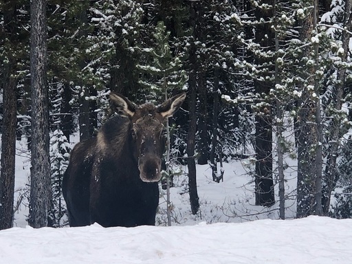 Autorităţile dintr-un oraş canadian îi avertizează pe şoferi să nu permită elanilor să le lingă maşinile

