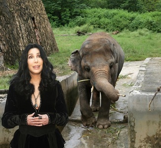 Cântăreaţa americană Cher s-a implicat în salvarea unui elefant maltratat în Pakistan 
