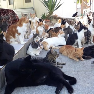 Cipru - Numărul de pisici abandonate a crescut în pandemie cu 30%